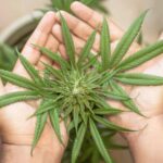 cannabis